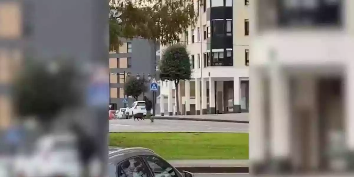 [Vidéo] Un sanglier charge des passants en pleine ville et en plein jour