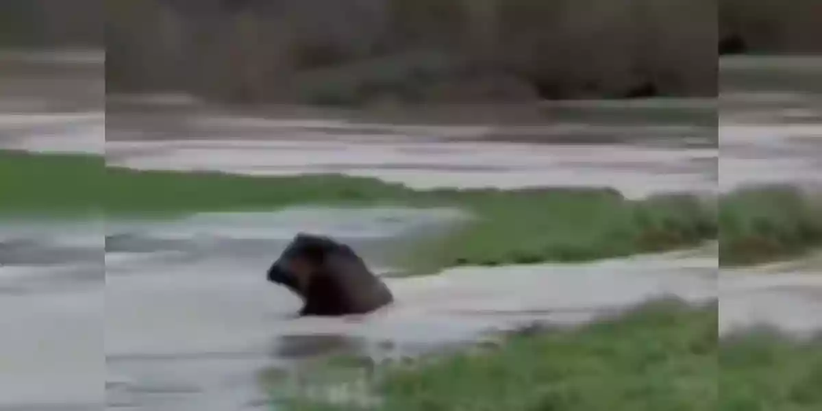 [Vidéo] Un sanglier croit passer dans une petite flaque d’eau mais va se faire surprendre
