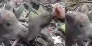 un soldat nourrit un sanglier