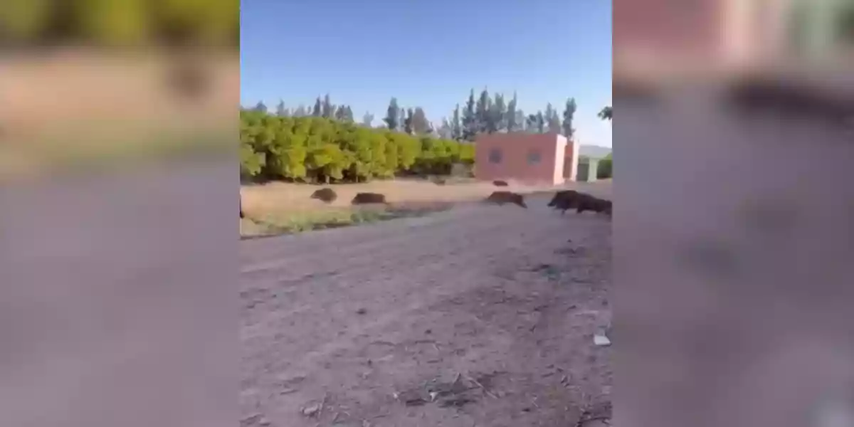 [Vidéo] Une grosse compagnie de sangliers lors d’une battue dans des mandariniers