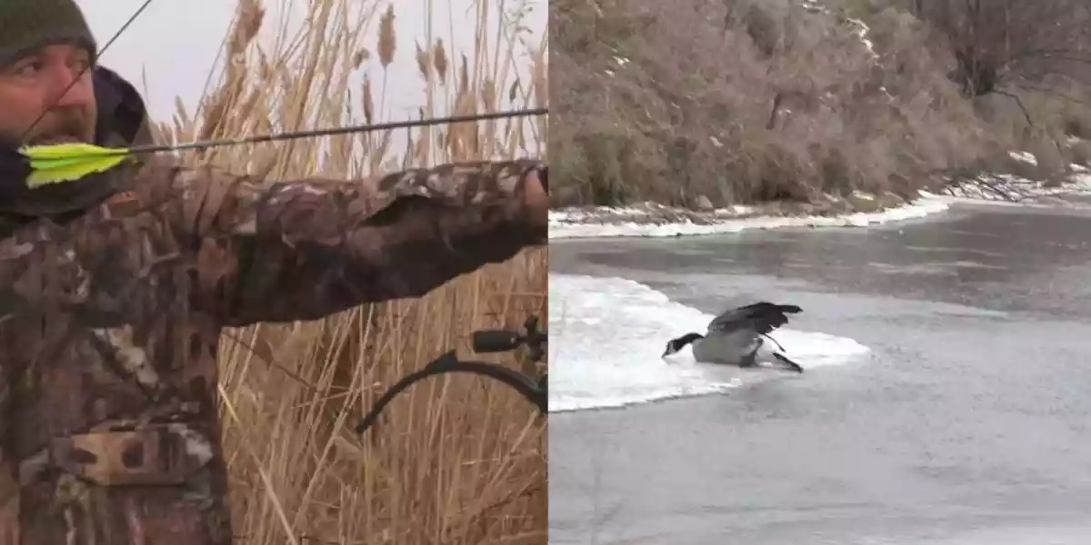 [Vidéo] Un tir impressionnant de ce chasseur célèbre qui prélève une bernache à l’arc