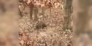 cerf allongé en forêt