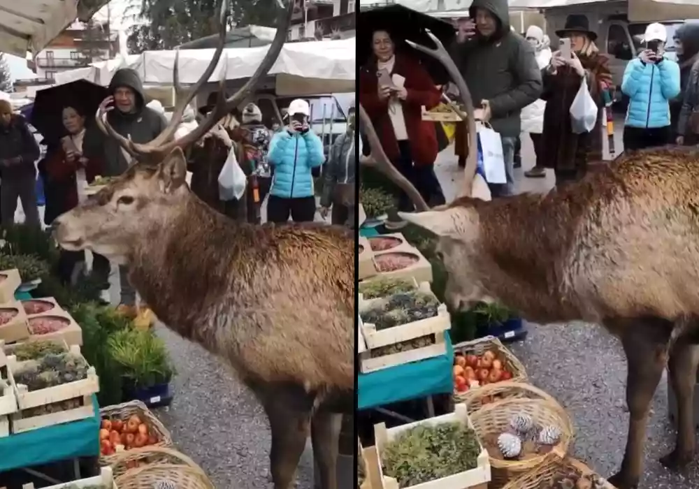 [Vidéo] Un cerf se rend sur un marché pour y faire ses courses