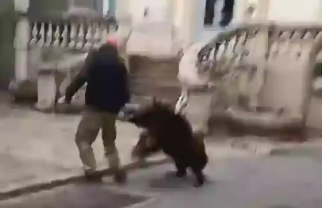 [Vidéo] Un sanglier charge un piéton dans le Gard