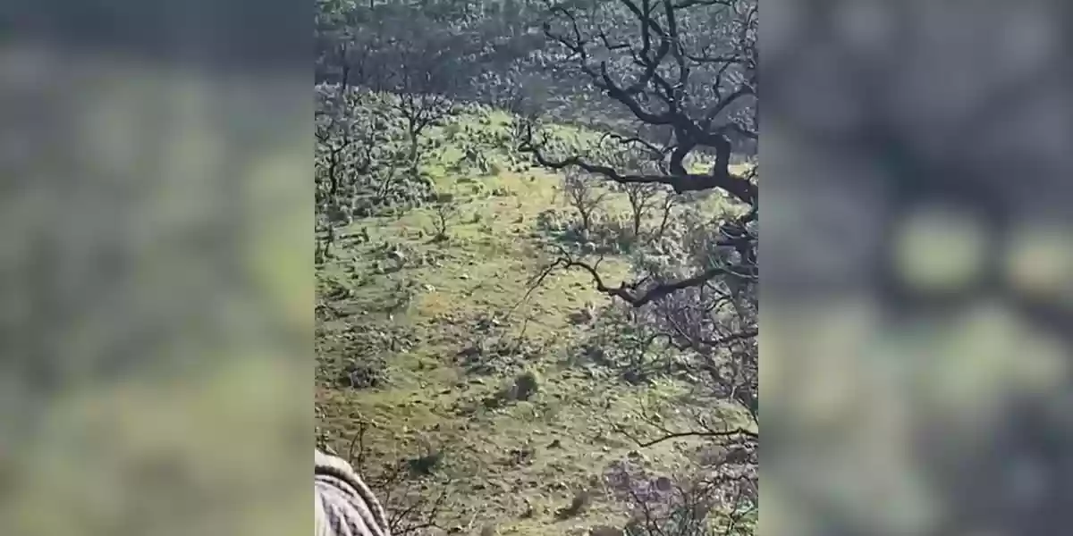 [Vidéo] Un chasseur prélève deux cervidés d’une seule balle!
