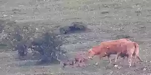 deux vaches défendent un veau face à un loup