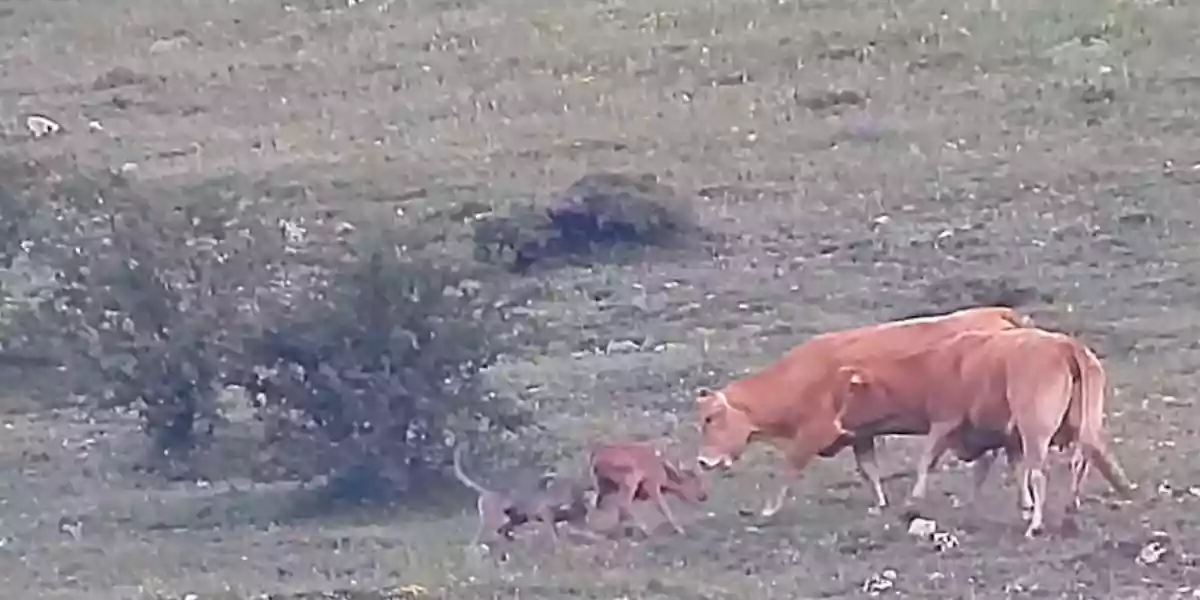 [Vidéo] Deux vaches défendent un veau face à une attaque de loup