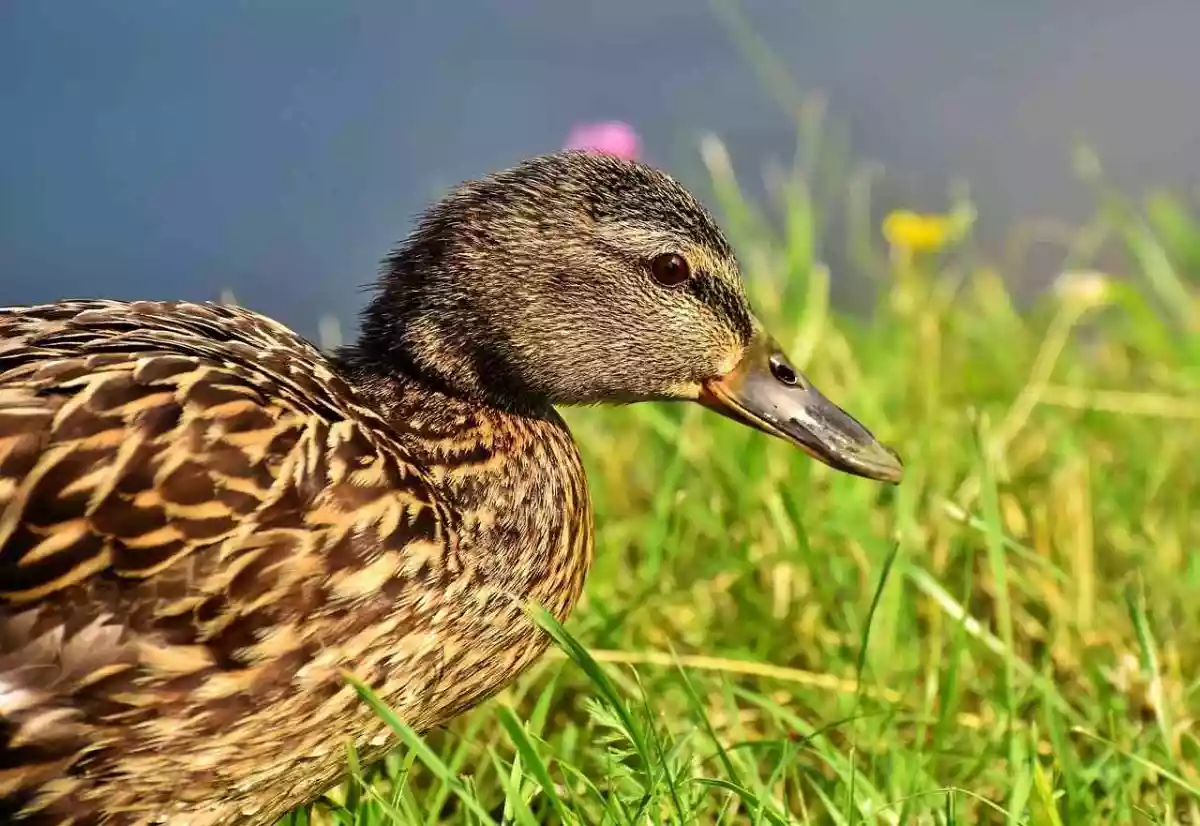 Un nouveau vaccin ouvre une piste inédite contre la grippe aviaire