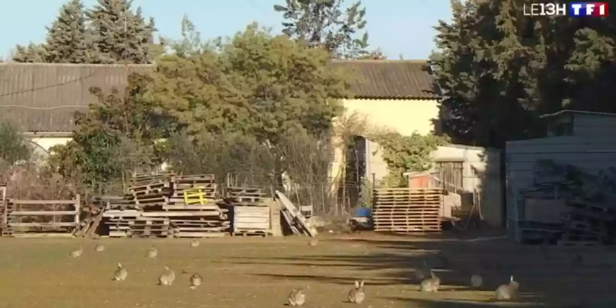 [Vidéo] Près de Montpellier, les chasseurs ne suffisent plus pour contenir l’explosion des lapins