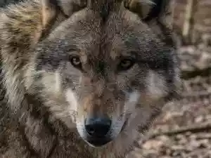 un chasseur attaqué par un loup dans le var