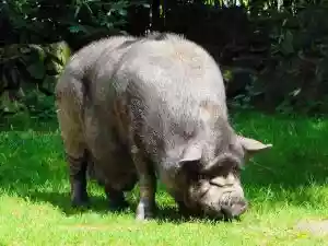 cochon tué par un garde chasse