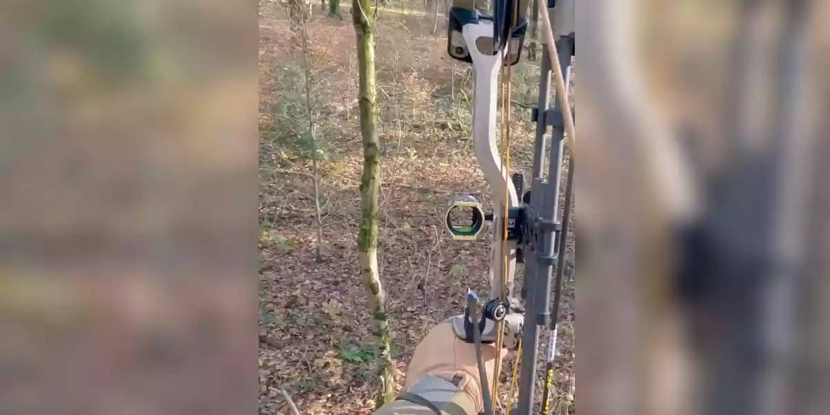 [Vidéo] Prélèvement de deux sangliers à l’arc depuis un treestand