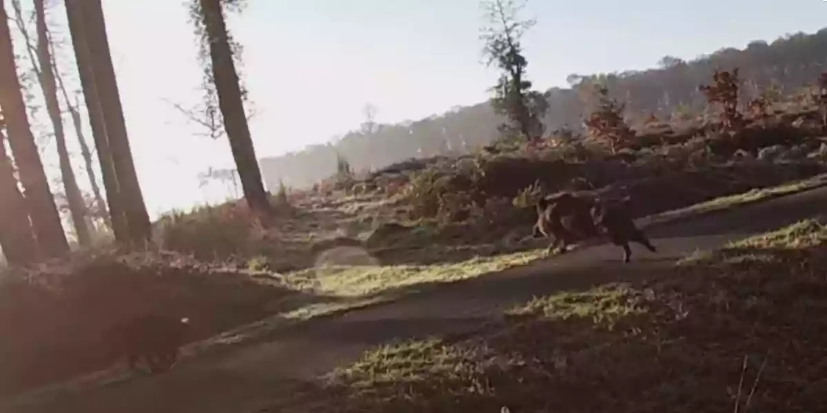 [Vidéo] Un superbe sanglier prélevé à 10 mètres lors d’une chasse en Bretagne