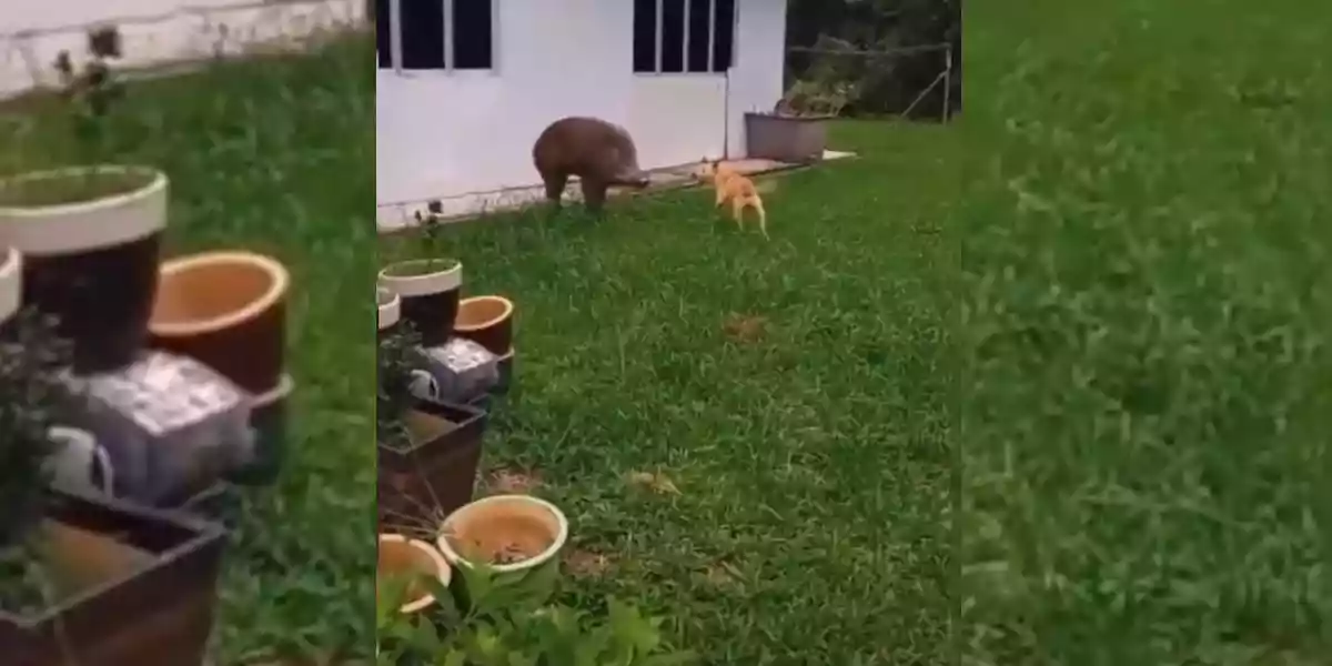 [Vidéo] Un sanglier s’impose dans un jardin et blesse le chien qui défend son territoire