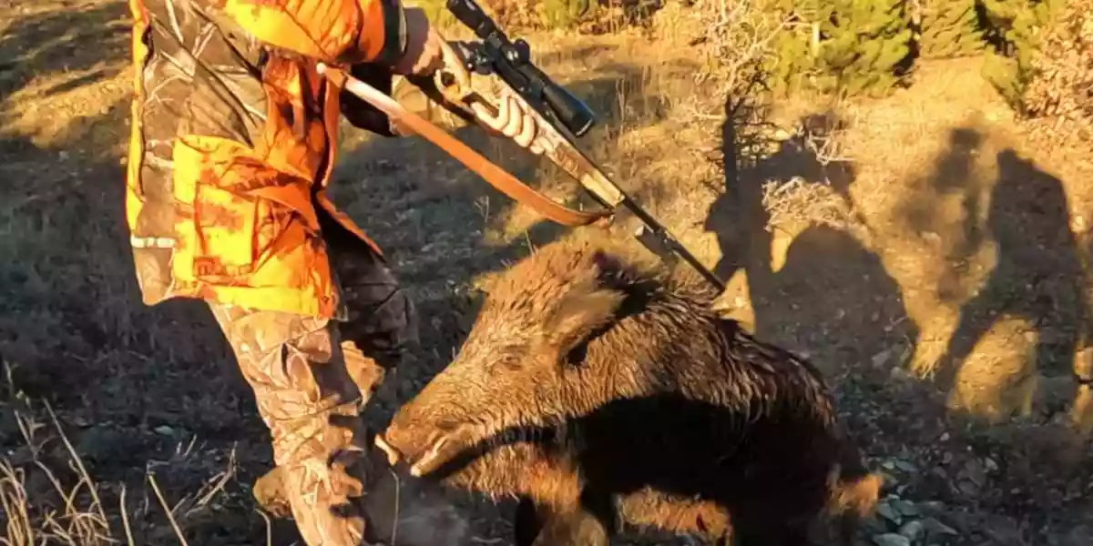[Vidéo] Un sanglier sort de la végétation et charge un chasseur