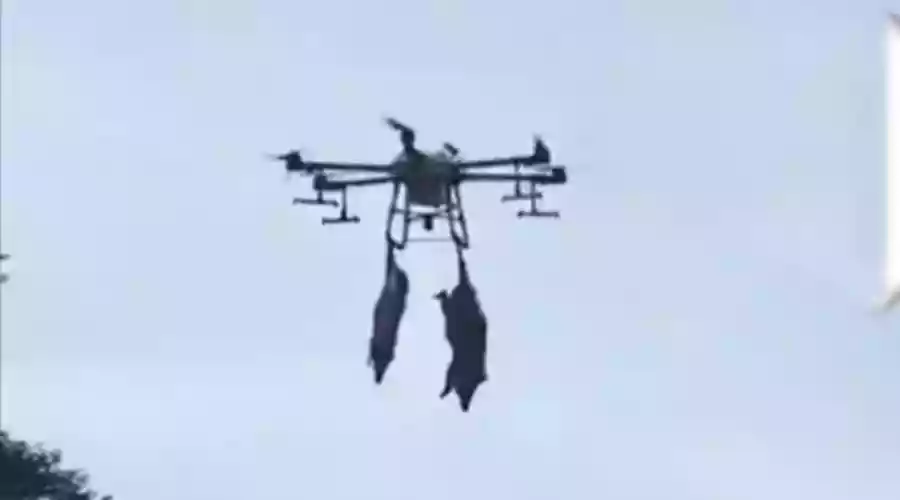 [Vidéo] Des sangliers morts évacués par drone