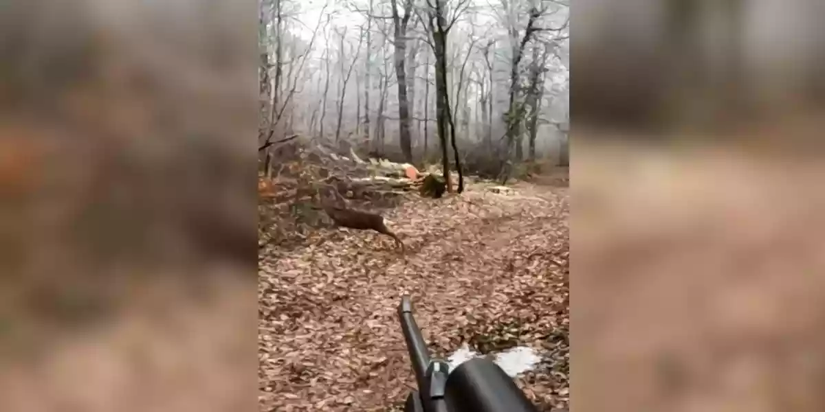 [Vidéo] Un tir rapide sur un chevreuil qui déboule à 10 mètres