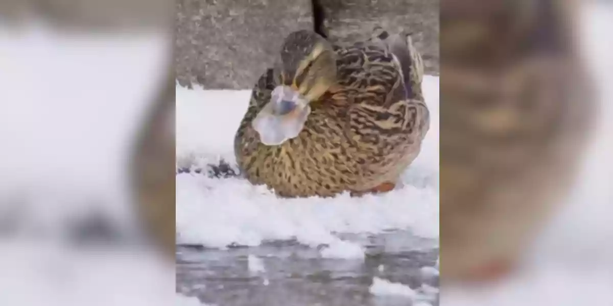 [Vidéo] Un canard a bien du mal à libérer son bec gelé