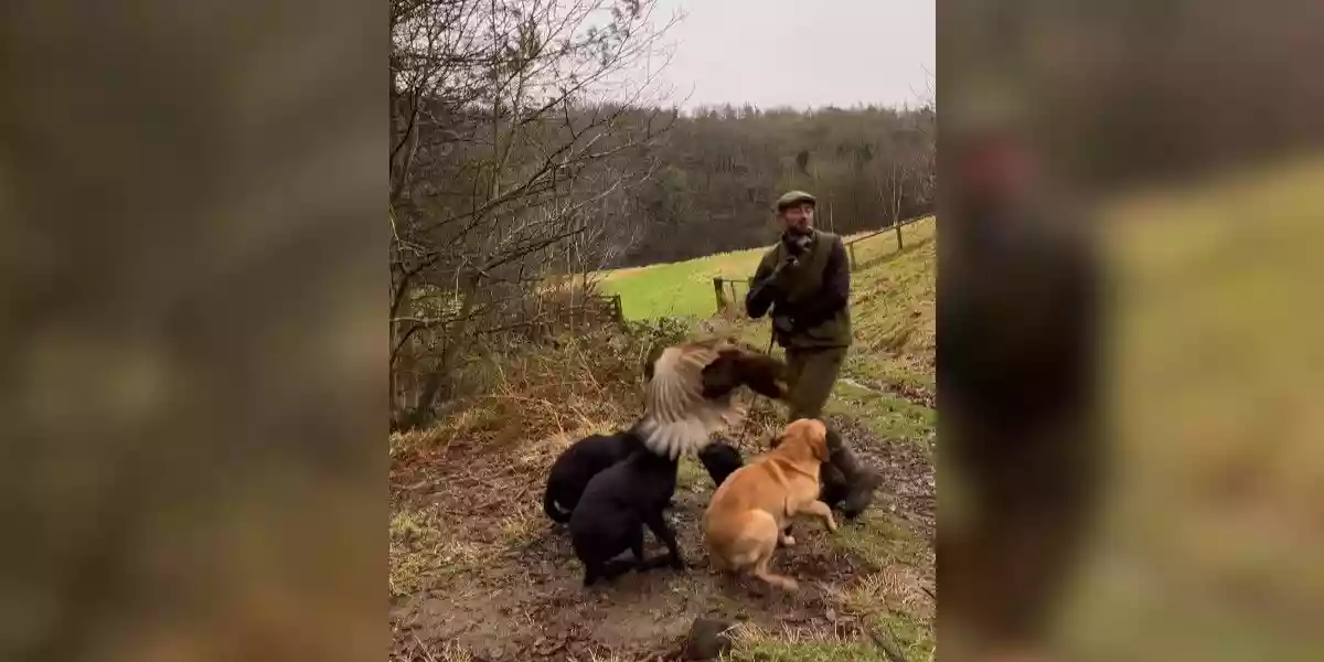 [Vidéo] Un faisan malchanceux percute un chasseur posté avec ses labradors