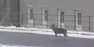 un loup filmé en pleine ville près des Rousses