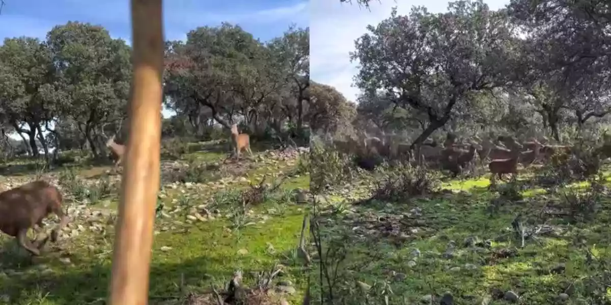 [Vidéo] Un promeneur débordé par une harde de cervidés obligé de se cacher derrière un arbre