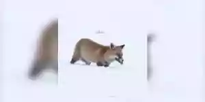 un renard mulote dans la neige