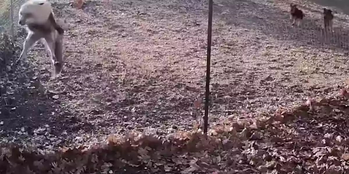 [Vidéo] Surpris par deux chiens, un renard obligé de s’enfuir à toute vitesse