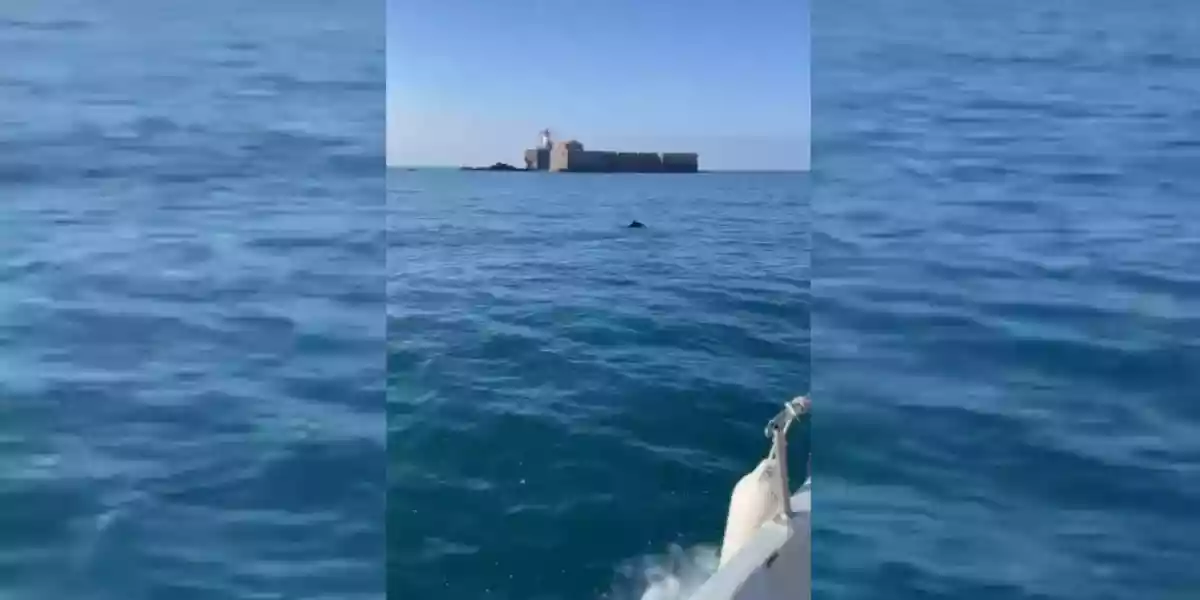 [Vidéo] Un sanglier aperçu en pleine mer au large du Cap d’Agde