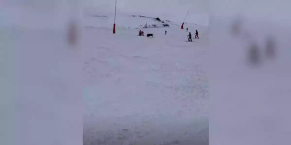 [Vidéo] Un sanglier aperçu au milieu des skieurs dans les Pyrénées