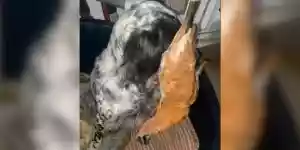 un setter joue les innocents avec une poule dans la gueule