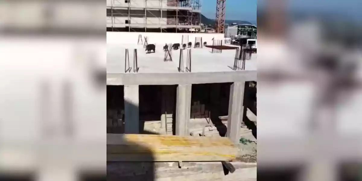 [Vidéo] Une compagnie de sangliers fait une apparition sur un immeuble en construction