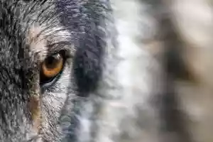 loups dans le loiret