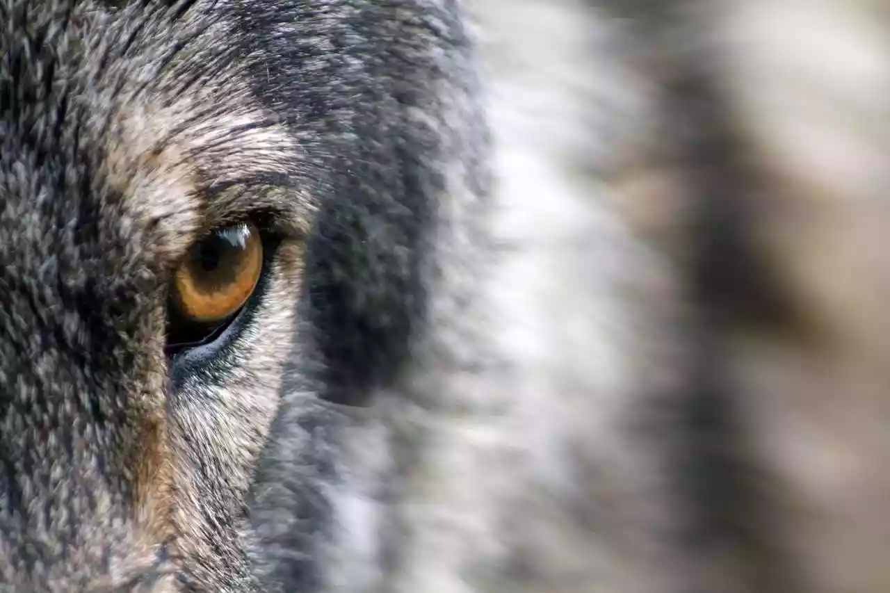 Le loup provoque l’inquiétude dans un village du Var