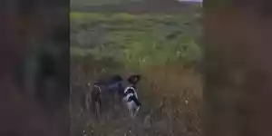 3 chiens à l'arrêt