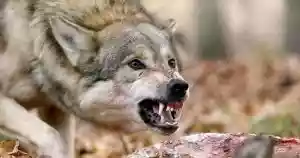attaque de loup