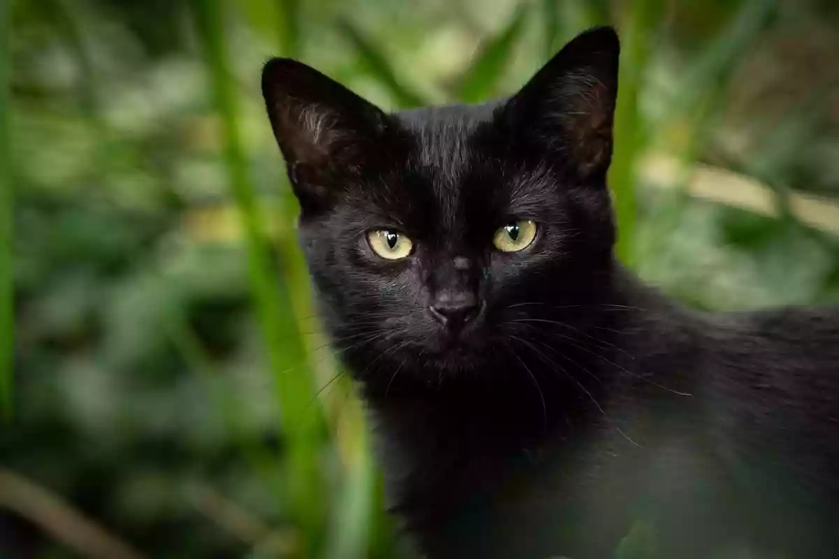 Un chat errant porteur de la rage a mordu les habitants d’un quartier avant de mourir