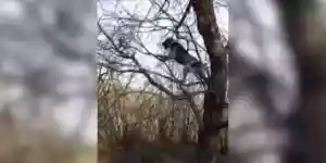 chien qui monte dans un arbre