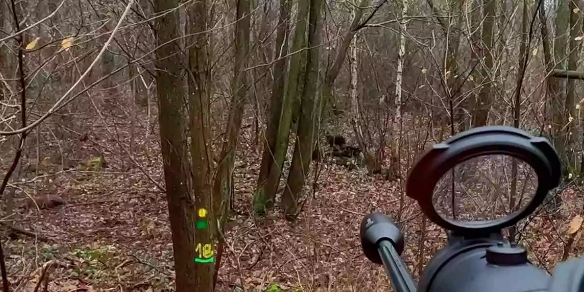 [Vidéo] Huit sangliers et deux chevreuils prélevés dans cette compilation d’actions de chasse