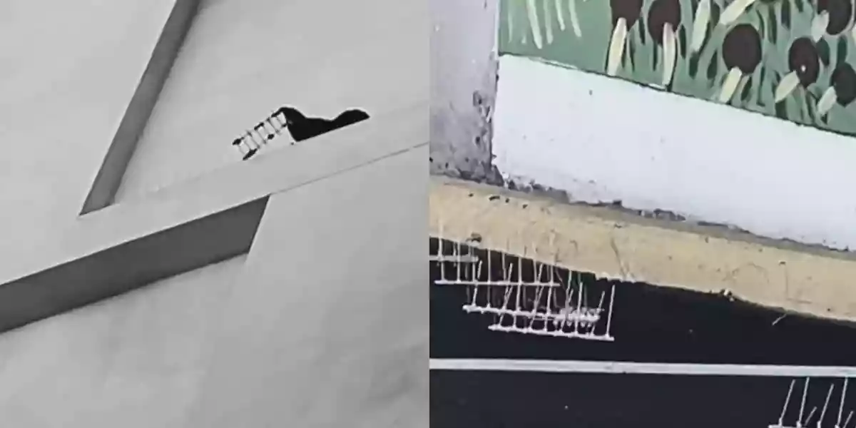 [Vidéo] Quand les corvidés se débarrassent des pics anti-pigeons