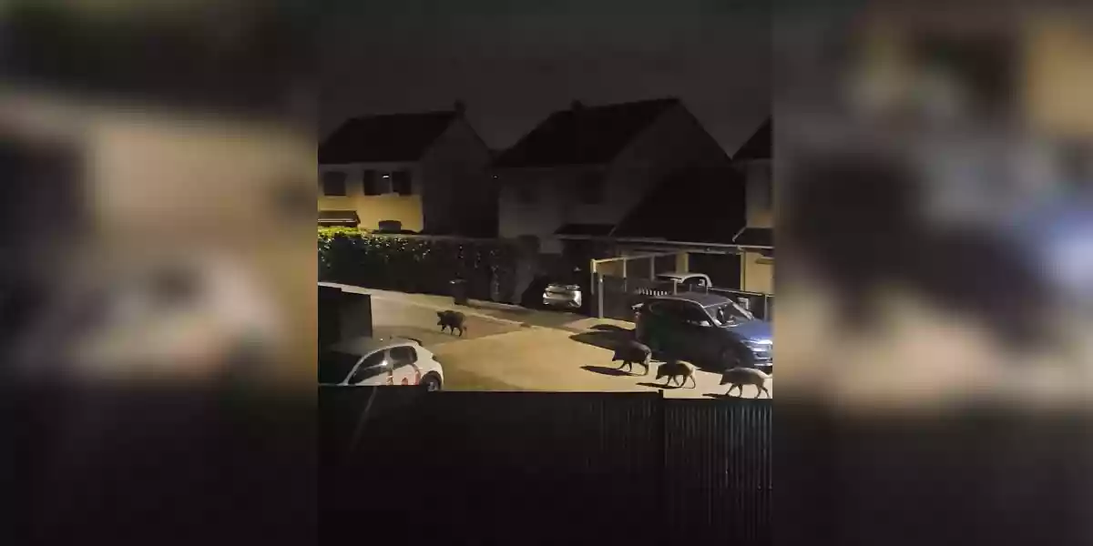 [Vidéo] Une compagnie de sangliers déambule dans l’agglomération Rouennaise en pleine nuit