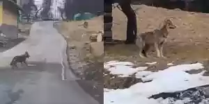 deux loups filmés à Megève