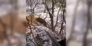 doublé de sangliers dans la neige
