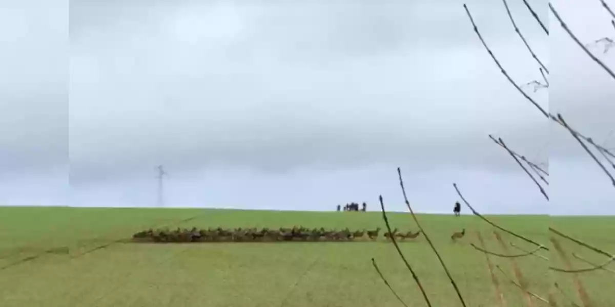 [Vidéo] Une superbe harde de cervidés filmée dans les champs de l’Aisne