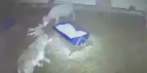 loup attaque une bergerie