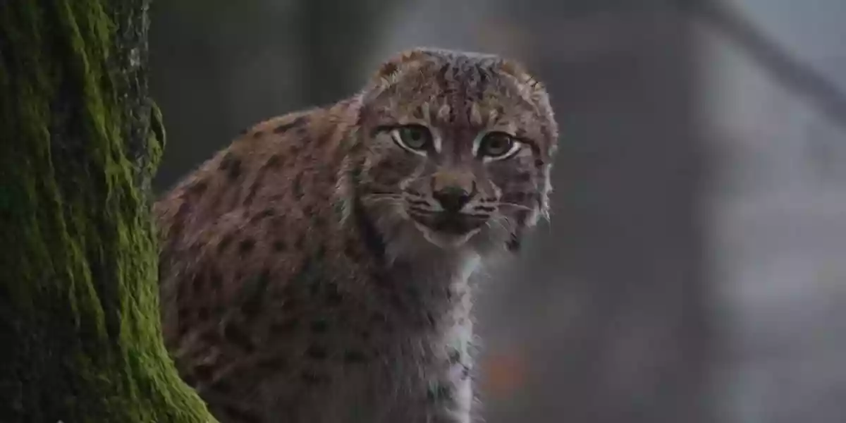 [Vidéo] Un lynx sans oreilles a surpris des photographes dans le massif du Jura