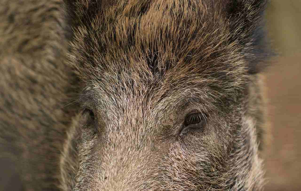 Pyrénées-Orientales : vive réaction des chasseurs après la découverte de plusieurs carcasses d’animaux