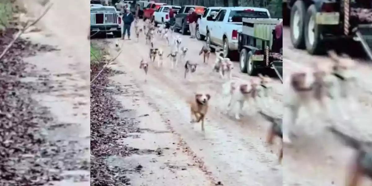 [Vidéo] Plus de 700 chiens réunis pour une grande manifestation cynégétique