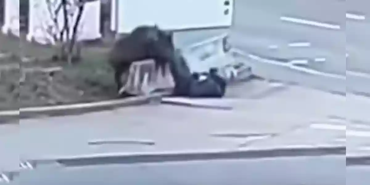 [Vidéo] Un septuagénaire attaqué par un sanglier devant une station essence
