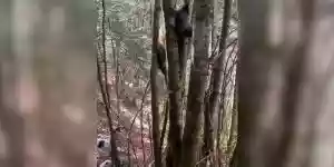 sanglier coincé dans les arbres