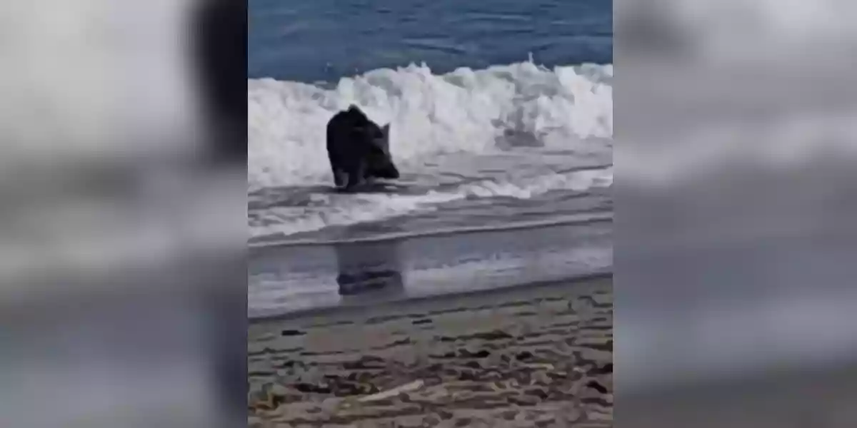 [Vidéo] Un sanglier profite de la mer sur une plage de Corse